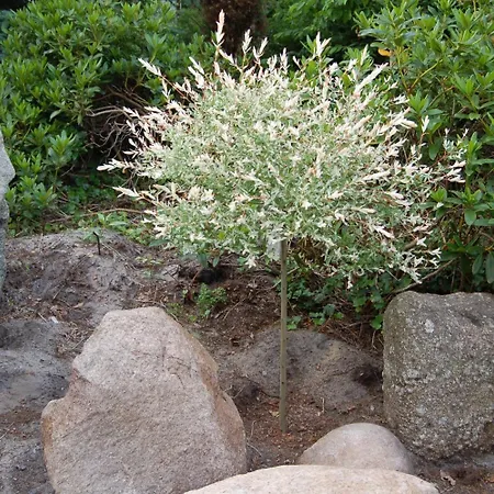 ホテル Am Weissdornbusch