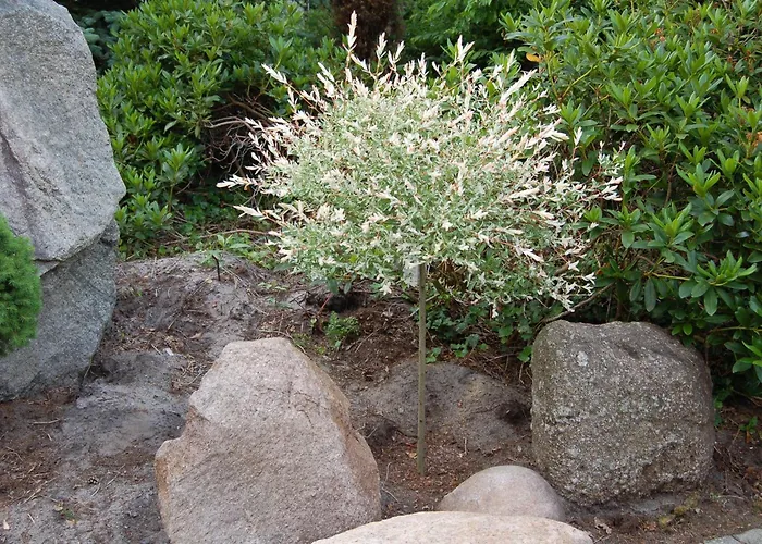 酒店 外丝东布希酒店